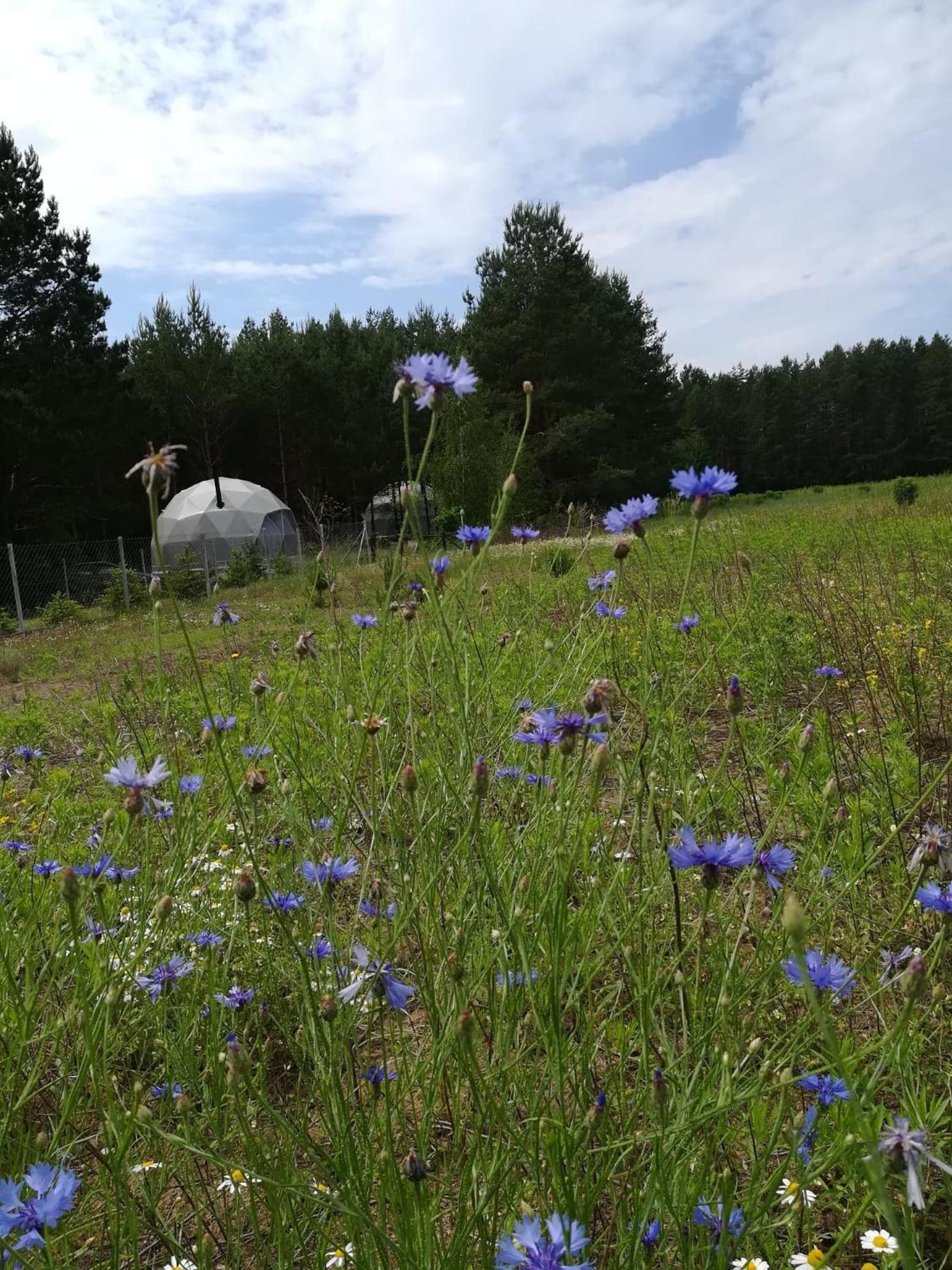 Glamping Drzwi Do Lasu Glamping Supraśl